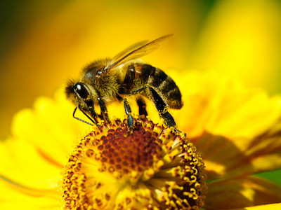 Il piccolo grande mondo delle api