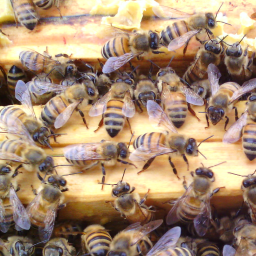 La vita comunitaria delle api e il lavoro dell'apicoltore