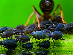 Noi come gli insetti: la socialità