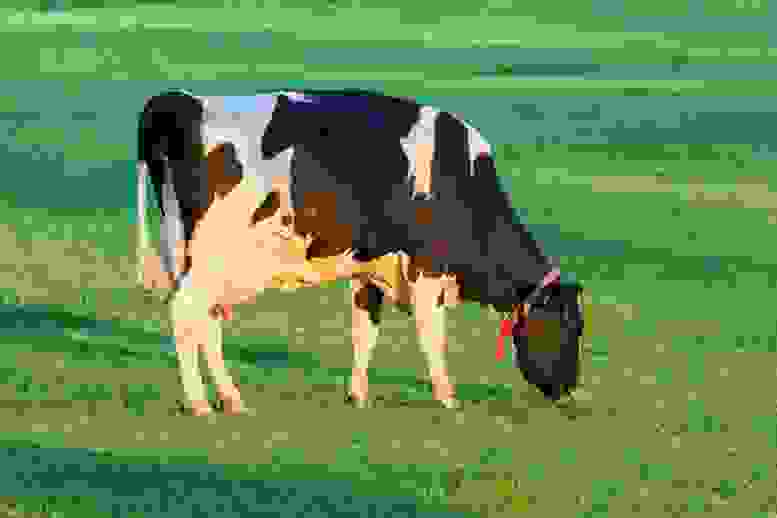 Una vacca da latte