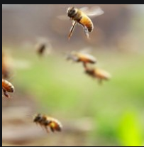api in volo