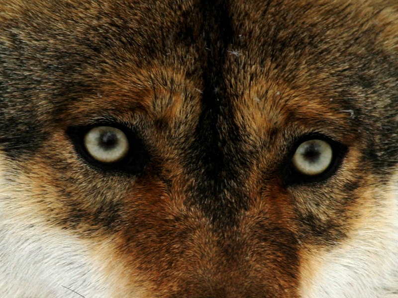 Con gli occhi del lupo
