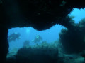 Video guida subacquea dell'AMP Capo Gallo Isola delle Femmine