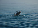 Delfini nelle acque dell'Area Marina