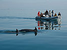 Delfini nelle acque dell'Area Marina