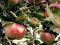 Organic Prussian Apples