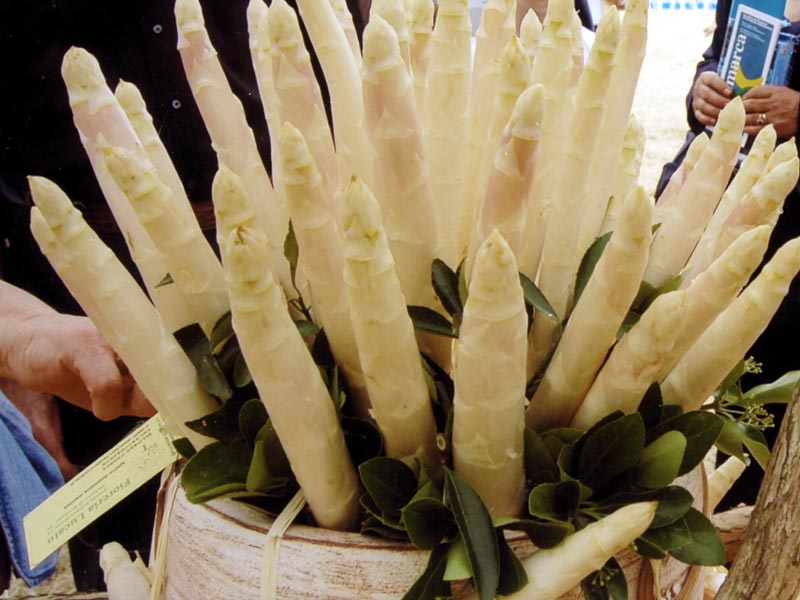 Asparagus from Badoere PGI