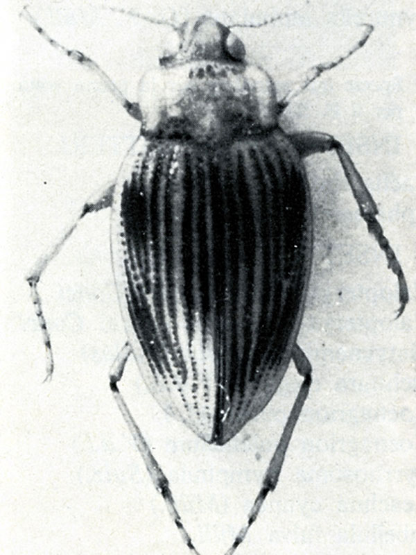 Coleottero (Brychius glabratus)