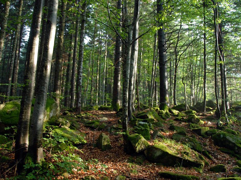 Upper Val Parma Lagdei - Beech tree woodland