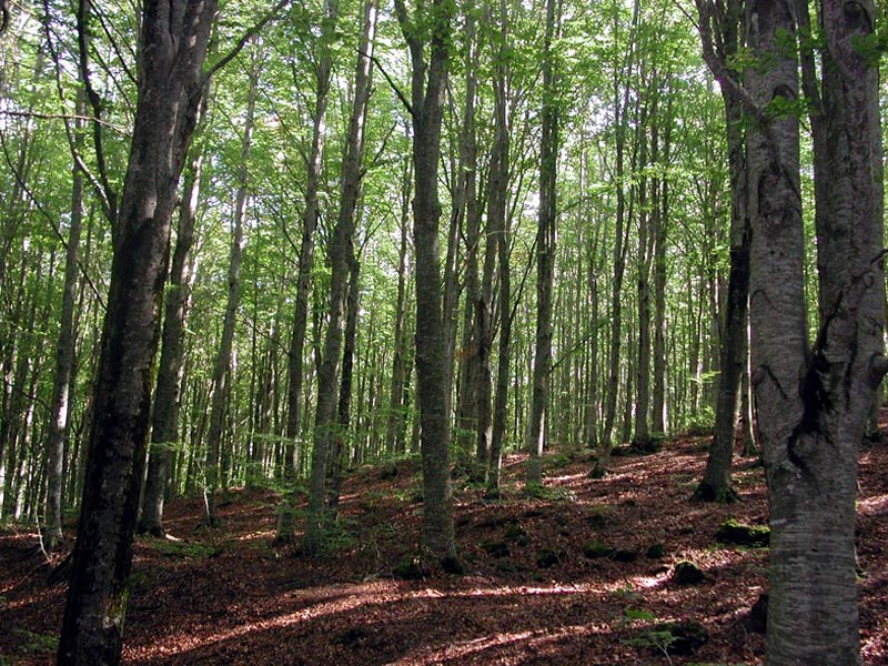 Beech tree woodland at the beginning of the road of Campaiana