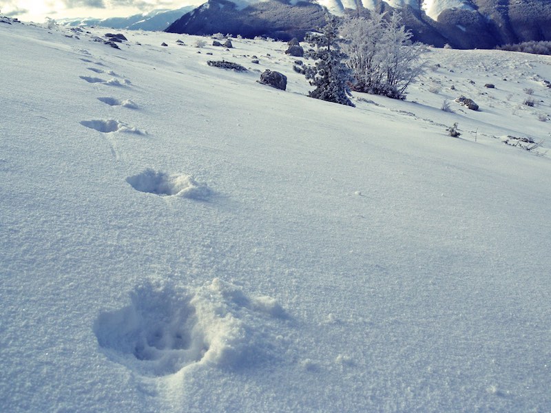 Ciaspole e neve: sulle tracce del lupo