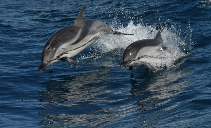 Il Santuario Pelagos e i suoi cetacei