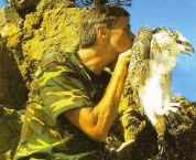 Dopo 42 anni  il falco pescatore torna a nidificare in Italia