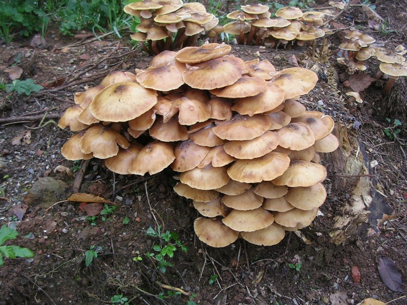 Raccolta funghi nel Parco Pineta