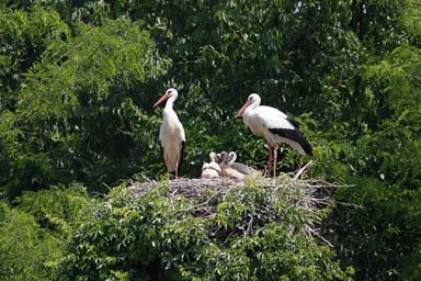 Un nido di cicogne selvatiche alle Bertone