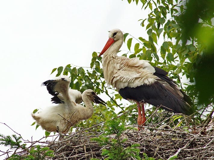 272 storks were born free on the Mincio River