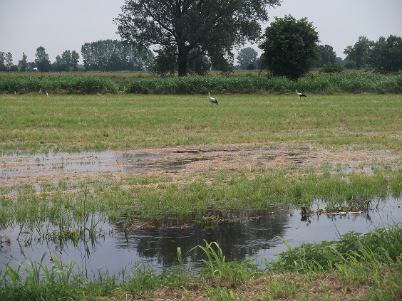 272 storks were born free on the Mincio River