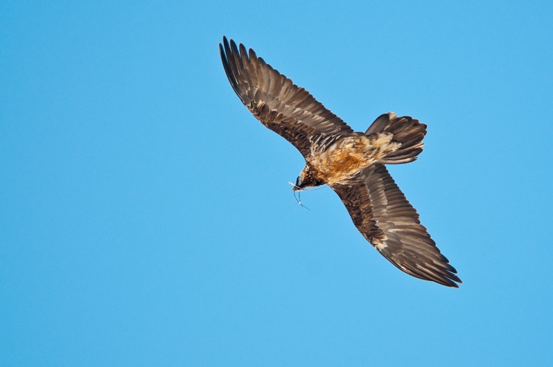 A couple of mating Bearded Vultures has been sighted in Gran Paradiso National Park