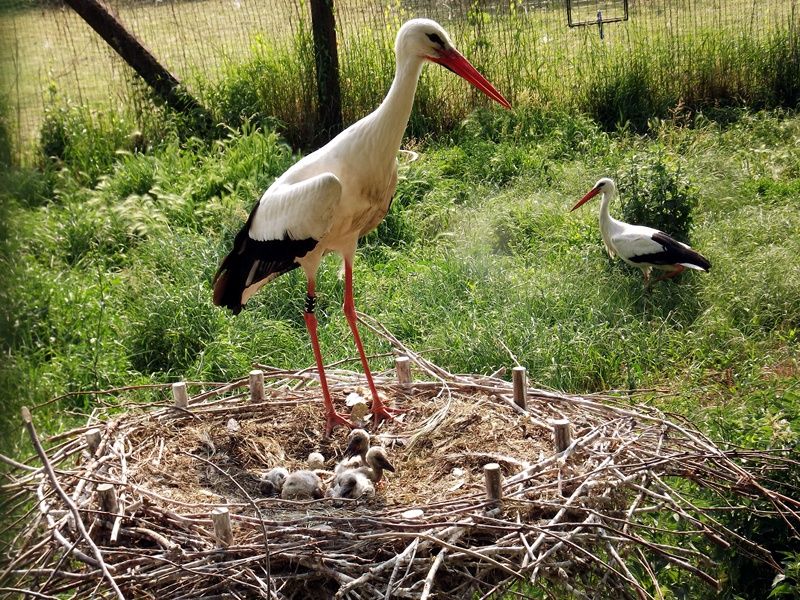 Parco Adda Sud, baby boom di cicogne: nati 15 piccoli nell'ultima settimana