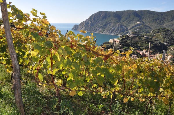 Carabinieri forestali: produzione annuale di Vino Bianco e Sciacchetrà DOC Cinque Terre