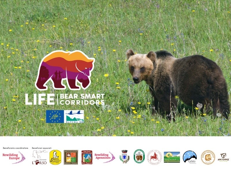 LIFE Bear-Smart Corridors: un nuovo progetto life dedicato all'espansione dell’orso!