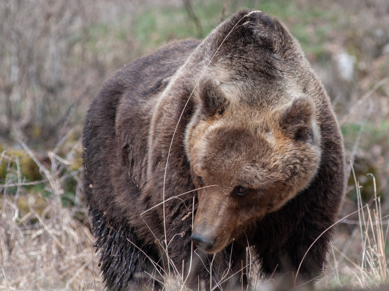 Presunta aggressione da orso: i dubbi del Parco