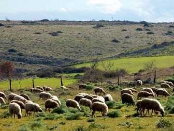 Pubblicato il Quaderno di campo sulla pecora di razza Altamurana - Il progetto per la sua tutela prosegue