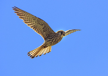 Birdwatching nel Parco Nazionale dell'Alta Murgia: nuovo appuntamento il 7 maggio