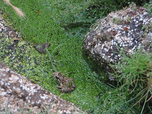 Nuovi siti di riproduzione per il piccolo anfibio del Giglio, il Discoglosso sardo