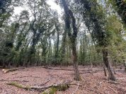 Parco Nazionale del Circeo, sovraffollamento di daini ma nessuno vuole adottarli
