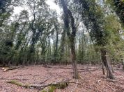 Entra nel vivo la fase operativa del Piano gestionale di controllo del daino “Obiettivo: salvaguardare la biodiversità della foresta demaniale del Circeo”