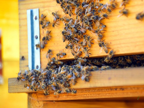 Partecipazione ed interesse al primo incontro per gli apicoltori del Parco del Circeo