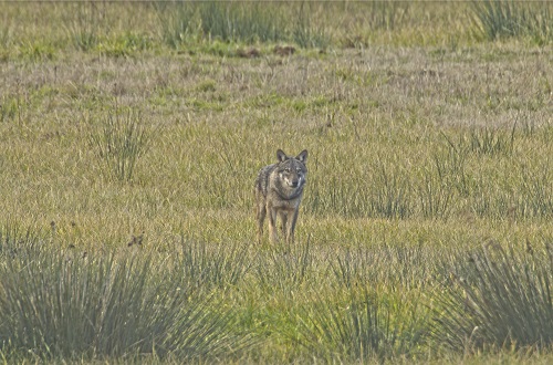 Ente Parco Nazionale del Circeo: ecco le norme di comportamento da adottare in caso di incontro 'ravvicinato' con i lupi