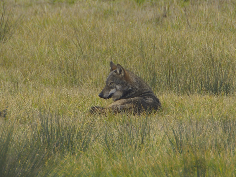 La presenza del lupo nel Parco Nazionale del Circeo