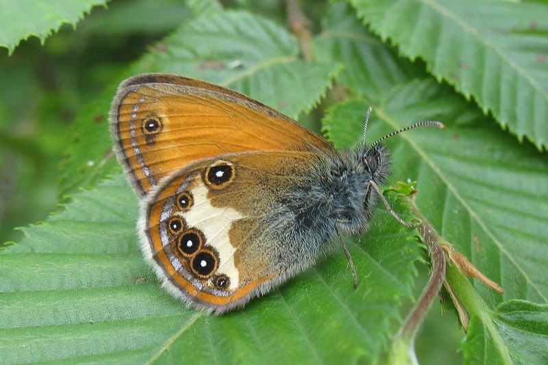 Coenonympha arcania - Val Canzoi
