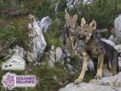 Wolf cubs in the Park