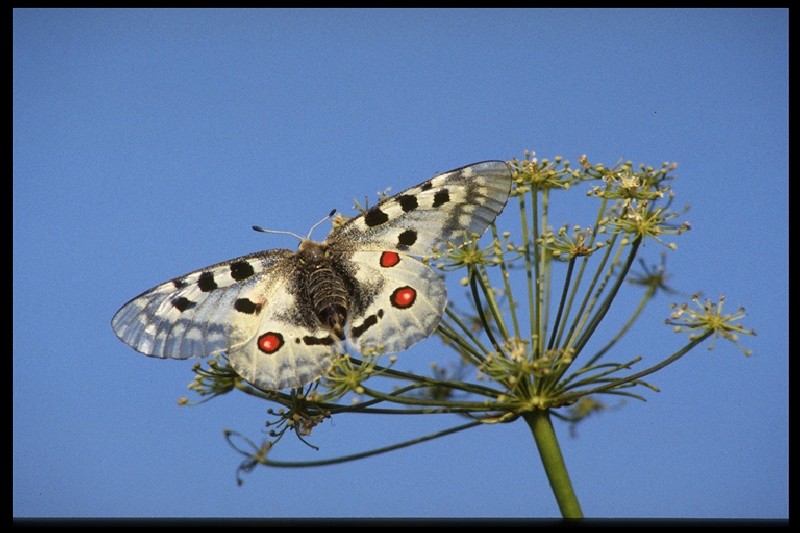 Farfalle delle Alpi Orientali. Conoscere e identificare le specie del Nord Est Italia