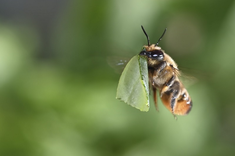 Farfalle, api… e non solo