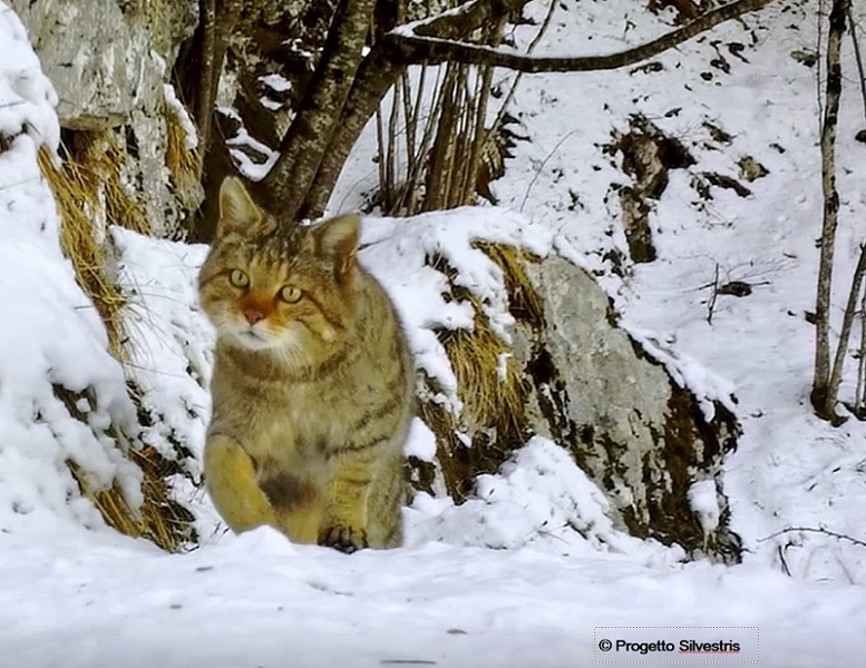 Inseguendo un fantasma: progetti di ricerca scientifica e documentazione fotografica sul gatto selvatico