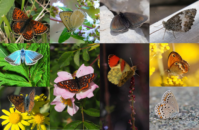 Le farfalle del parco nazionale delle Foreste casentinesi.