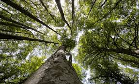 Candidatura Unesco Faggete Foresta Umbra, superato il primo step