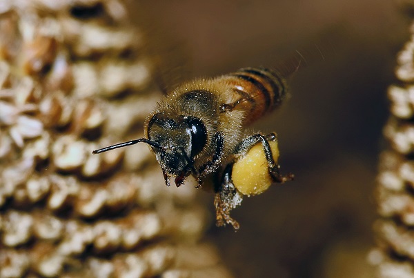 Concorso per il miglior miele dei Parchi dell'Appennino 2022- Un programma ricco di eventi per la valorizzazione del settore apistico