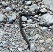 Vipera dell'Orsini uccisa nel Parco Nazionale dei Monti Sibillini