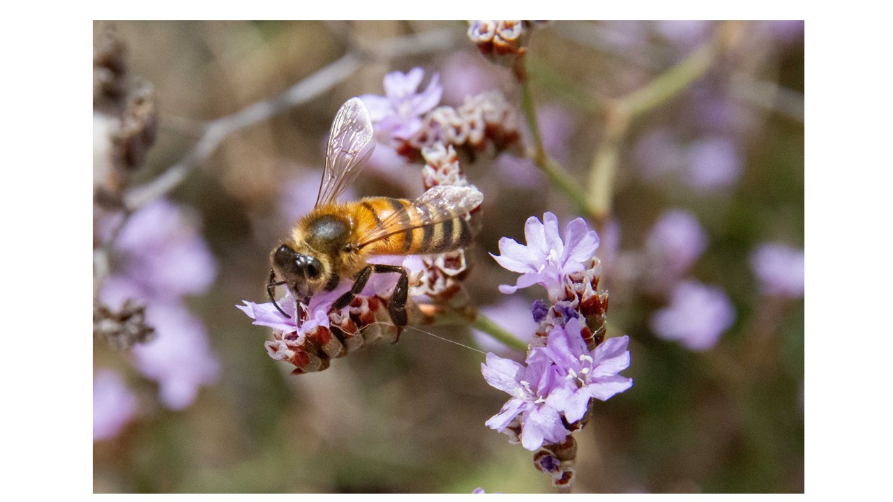 IN PANTELLERIA, FROM 16 TO 20 MAY, THE FIRST INTERNATIONAL SCIENTIFIC MEETING DEDICATED TO 'POLLINATORS'. REGISTRATION OPEN ON THE PARK WEBSITE