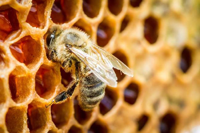Concorso “Mieli dei Parchi della Liguria” 2020 – Invito agli apicoltori