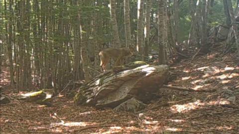 Buone pratiche per gli abitanti dei paesi del Parco delle Apuane in caso di presenza di lupi