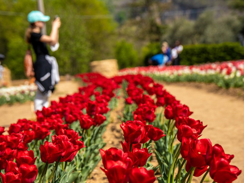 I Tulipani Euganei sono diventati un’attrazione virale