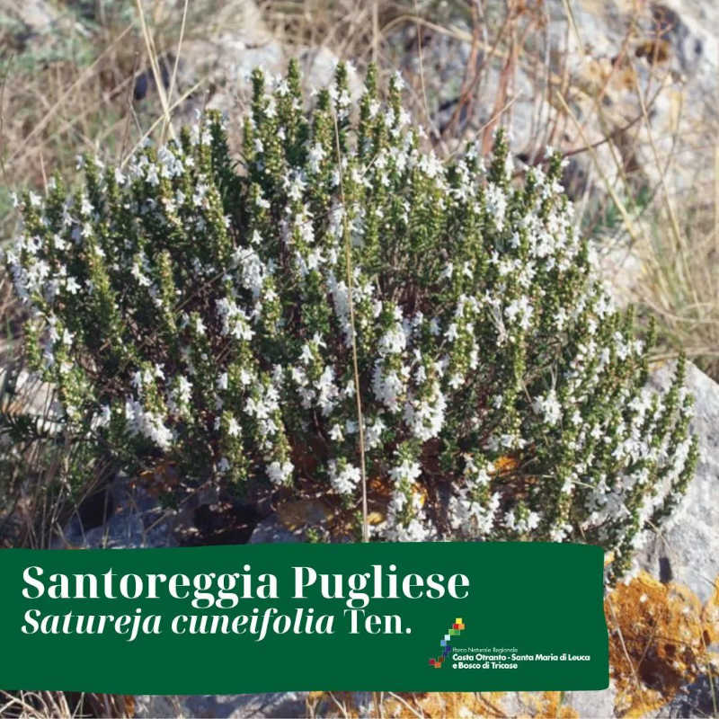 Fioritura dei piccoli cespugli di Santoreggia Pugliese (Satureja cuneifolia Ten.)