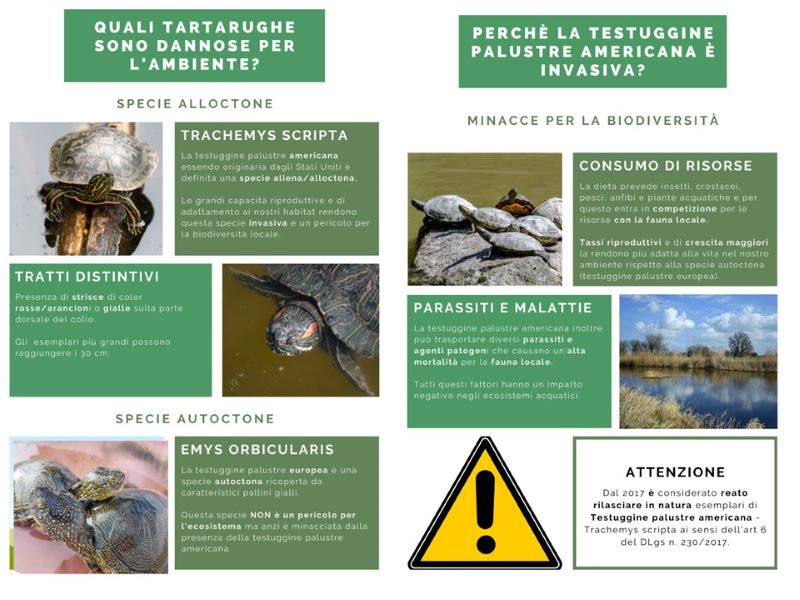 Venerdì 28 Ottobre ore 11.00 presso il Centro Visitatori del Parco a Porto Viro verrà presentato il progetto scientifico dedicato alla Trachemys scripta, tartaruga palustre americana