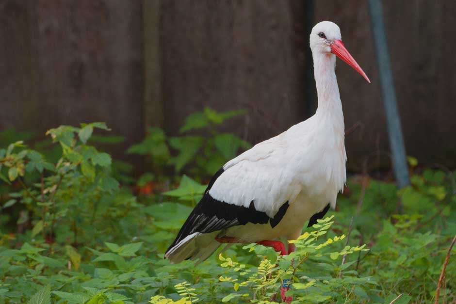 White Stork: 17 young birds take their first flight in Mincio Park